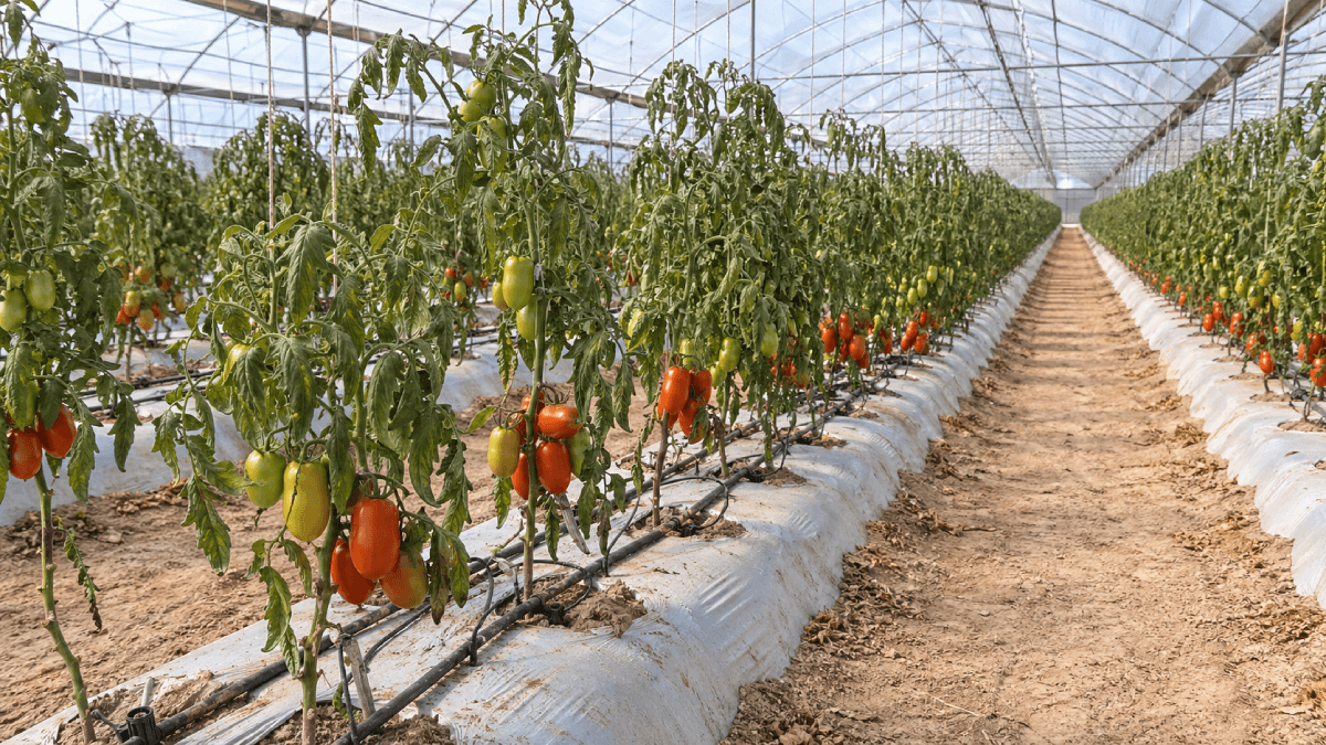 Greenhouse tomato rows with irrigation lines