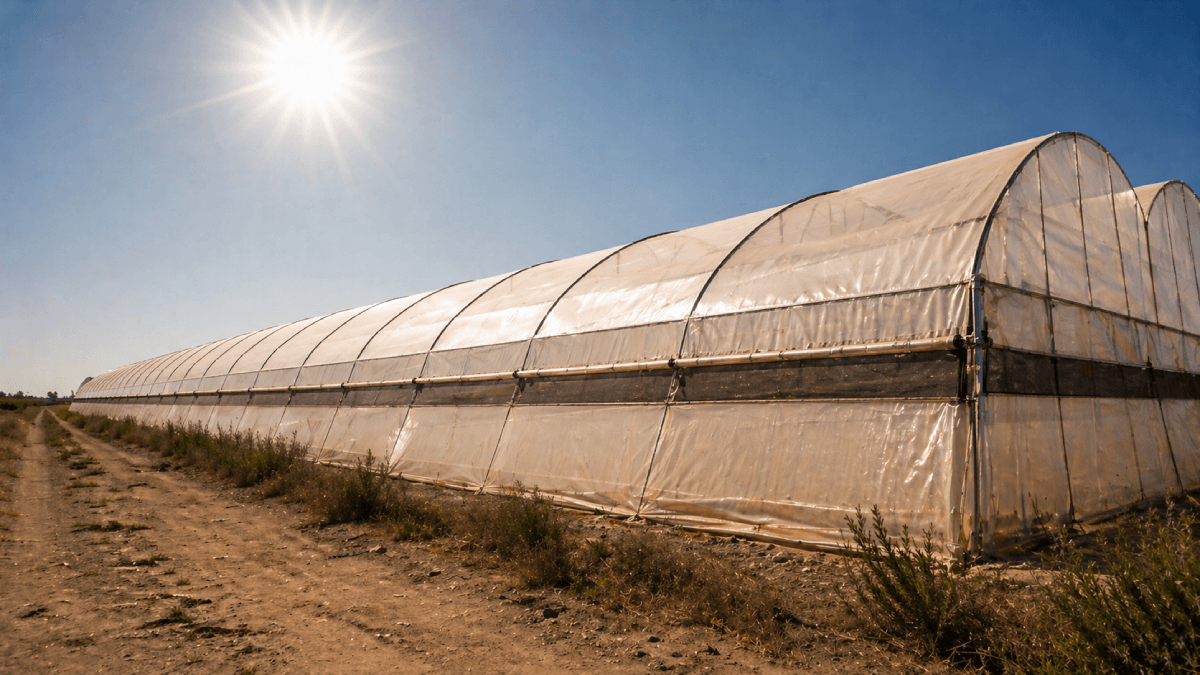 Bright hot greenhouse tomato rows