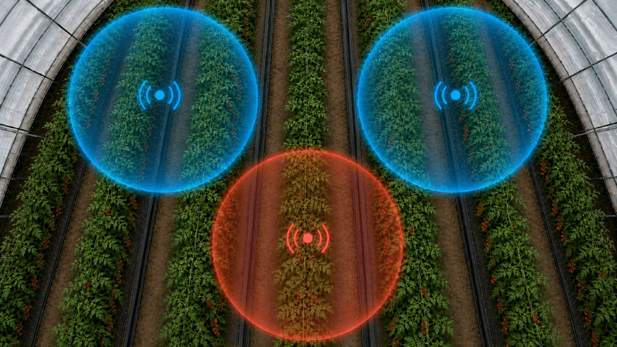 Greenhouse tomato rows with app alert screen
