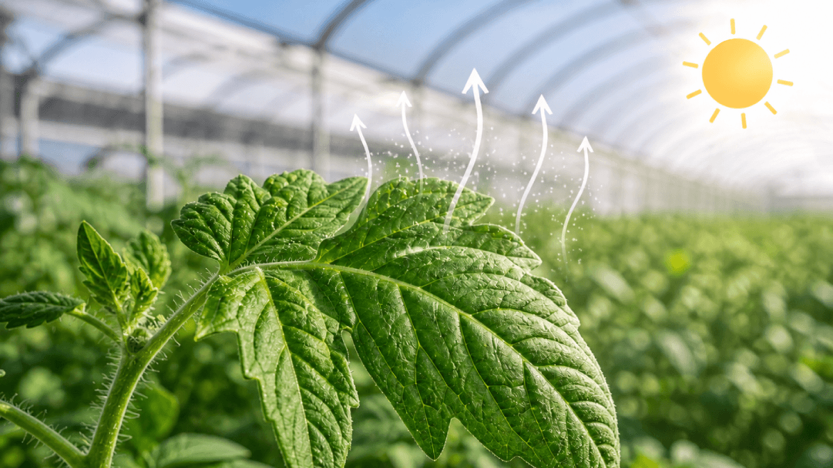 Tomato leaves covered with water droplets